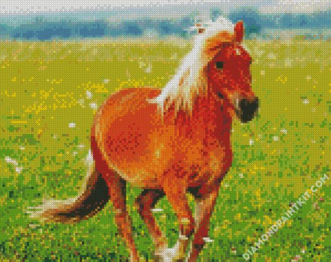 Pony In Field diamond painting