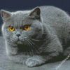 Scottish Fold Cat diamond painting