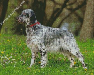 Setter Dog diamond painting