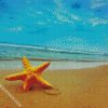 Starfish By Sea diamond painting