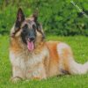 The Belgian Tervuren Dog diamond painting