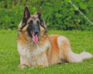 The Belgian Tervuren Dog diamond painting