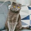 The Scottish Fold Grey Cat diamond painting