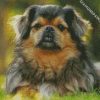 The Tibetan Spaniel Dog diamond painting