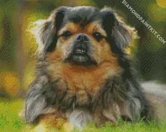 The Tibetan Spaniel Dog diamond painting