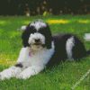 The Sheepadoodle Dog diamond painting