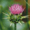 Thistle Plant diamond painting