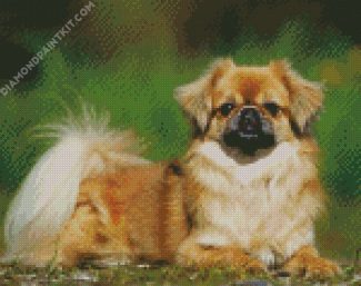 Tibetan Spaniel diamond painting