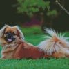 Tibetan Spaniel Dog diamond painting