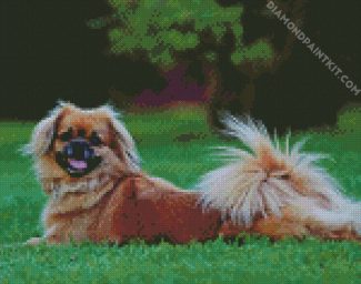 Tibetan Spaniel Dog diamond painting