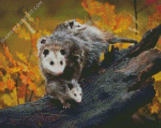 Virginia Opossum diamond painting