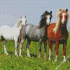 Welsh Ponies diamond painting