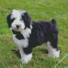 Sheepadoodle Dog diamond painting