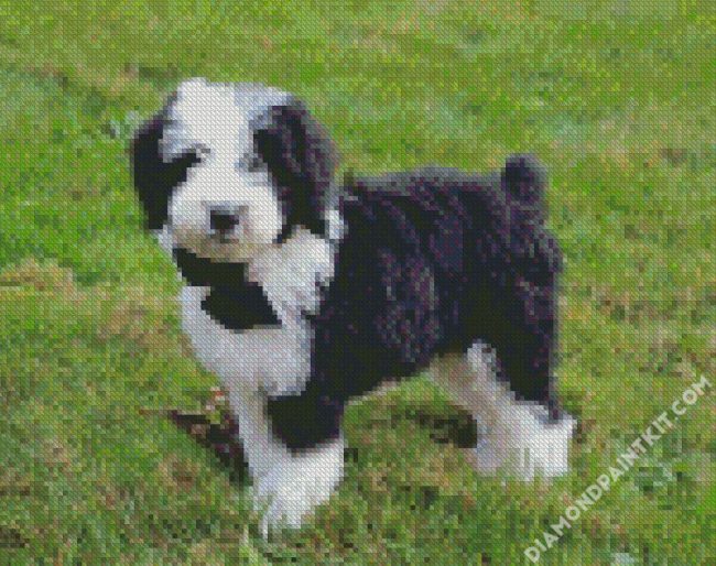 Sheepadoodle Dog diamond painting