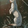 White Stoat diamond painting