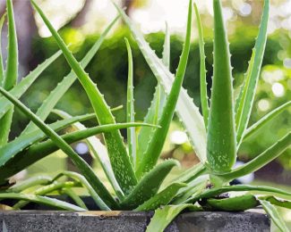 Aloe Plants diamond painting