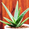 Aloe Plant diamond painting