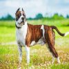 American Staffordshire Terrier diamond painting