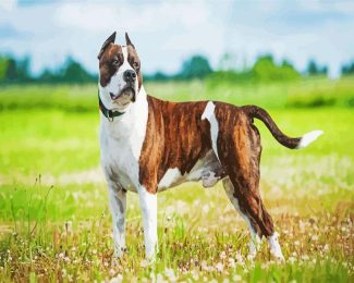 American Staffordshire Terrier diamond painting