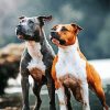 American Staffordshire Terrier Dogs diamond painting