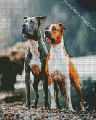 American Staffordshire Dogs diamond painting