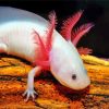 Amphibian Axolotl diamond painting