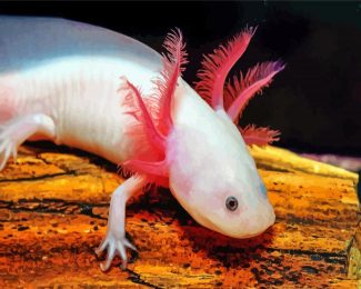 Amphibian Axolotl diamond painting