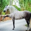 Andalusian Horse Animal diamond painting