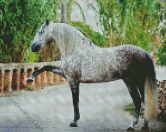 Andalusian Horse Animal diamond painting