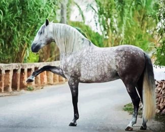 Andalusian Horse Animal diamond painting