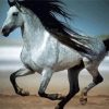 Andalusian Horse Running diamond painting