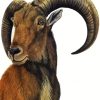 Aoudad Art diamond painting