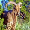 Aoudad Barbary Sheep Animal diamond painting