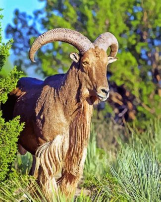 Aoudad Barbary Sheep Animal diamond painting