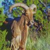 Aoudad Barbary Sheep Animal diamond painting