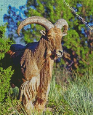 Aoudad Barbary Sheep Animal diamond painting