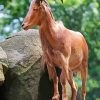 Aoudad Barbary Sheep diamond painting