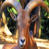 Aoudad Head diamond painting