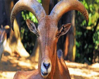 Aoudad Head diamond painting