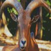 Aoudad Head diamond painting