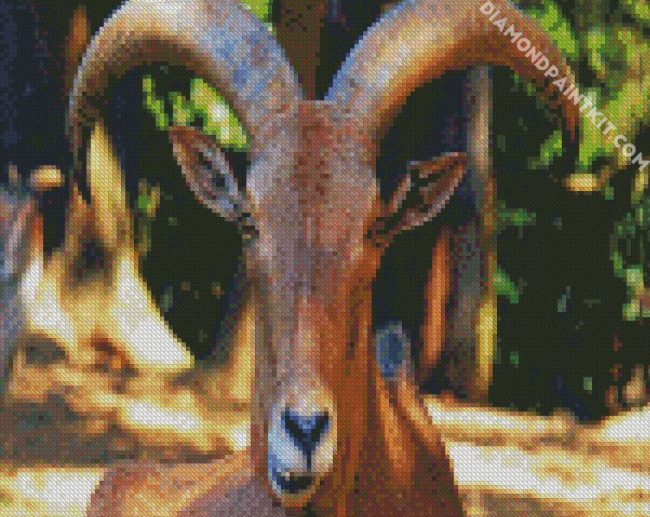 Aoudad Head diamond painting