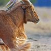 Aoudad Sheep Animal diamond painting