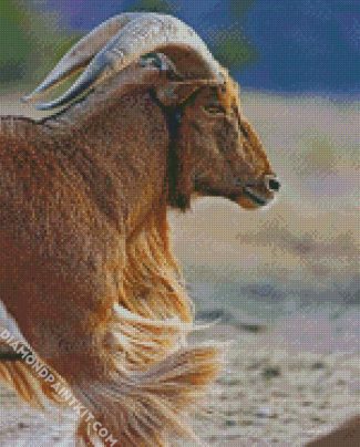 Aoudad Sheep Animal diamond painting