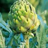 Artichoke Plant diamond painting