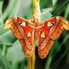 Atlas Moth Butterfly diamond painting