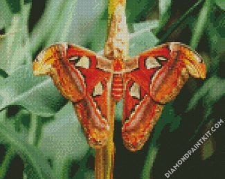 Atlas Moth Butterfly diamond painting