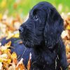 Australian Labradoodle diamond painting