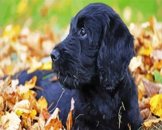 Australian Labradoodle diamond painting