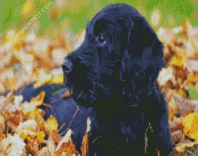 Australian Labradoodle diamond painting