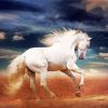 Beautiful White Andalusian Horse diamond painting